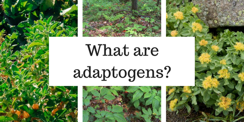 What Are Adaptogens? - Chronicles In Health